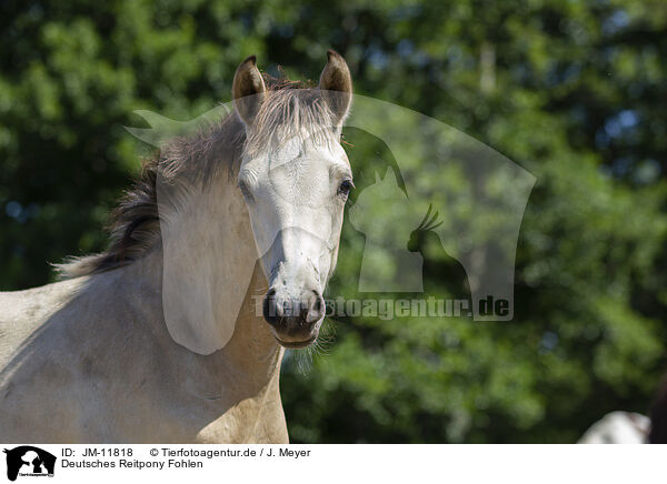 Deutsches Reitpony Fohlen / JM-11818