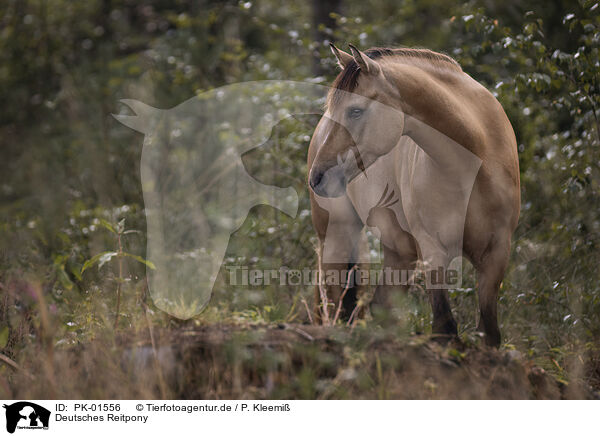 Deutsches Reitpony / German Riding Pony / PK-01556