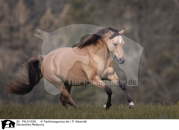 Deutsches Reitpony / German Riding Pony / PK-01558