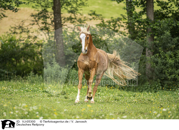 Deutsches Reitpony / VJ-05300