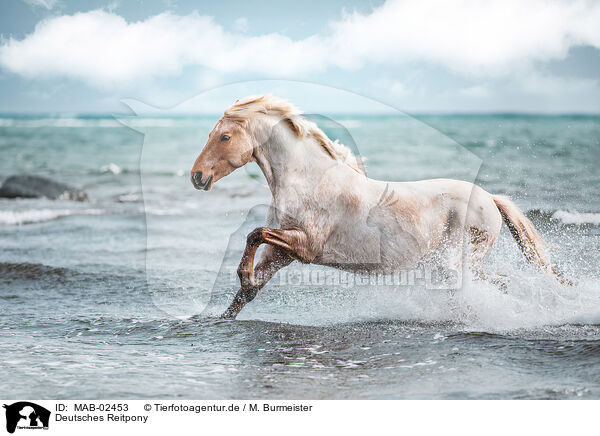 Deutsches Reitpony / German Riding Pony / MAB-02453