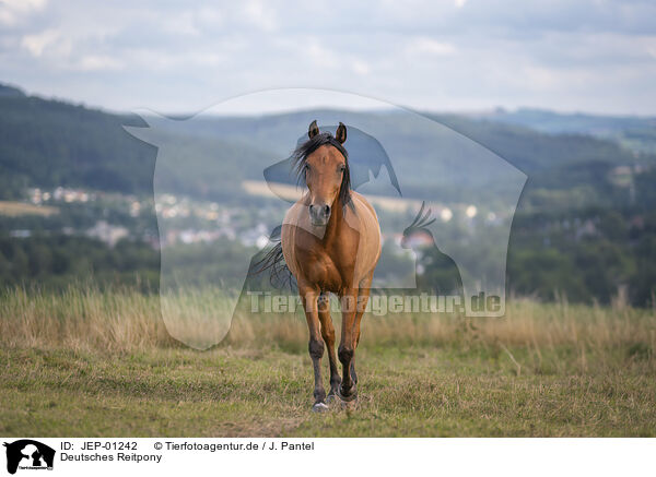 Deutsches Reitpony / German Riding Pony / JEP-01242