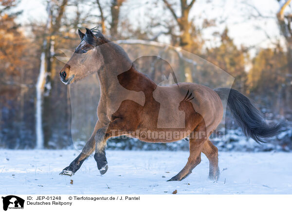 Deutsches Reitpony / German Riding Pony / JEP-01248