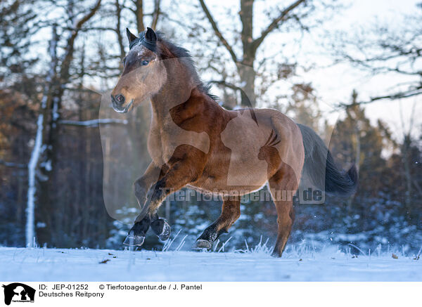 Deutsches Reitpony / German Riding Pony / JEP-01252