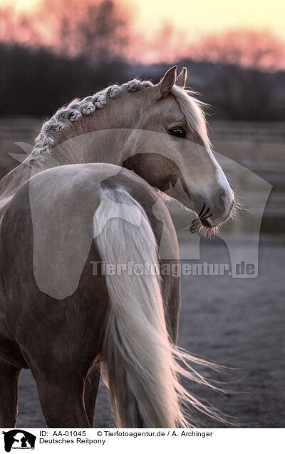 Deutsches Reitpony / German Riding Pony / AA-01045