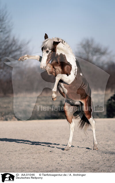 Deutsches Reitpony / German Riding Pony / AA-01046