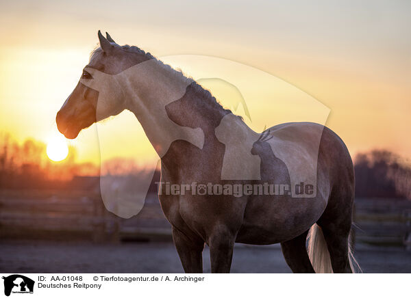 Deutsches Reitpony / German Riding Pony / AA-01048