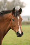 Deutsches Reitpony Portrait