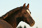 Deutscher Reitpony Hengst Portrait