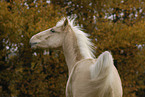 Deutsches Reitpony Portrait