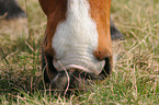 grasendes Deutsches Reitpony