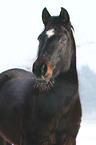 Deutsches Reitpony Portrait