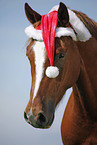 Deutsches Reitpony Portrait