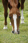 grasendes Deutsches Reitpony