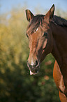 Deutsches Reitpony Portrait