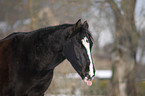 Deutsches Reitpony Portrait