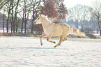 Deutsches Reitpony im Schnee