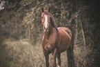 Deutsches Reitpony Portrait