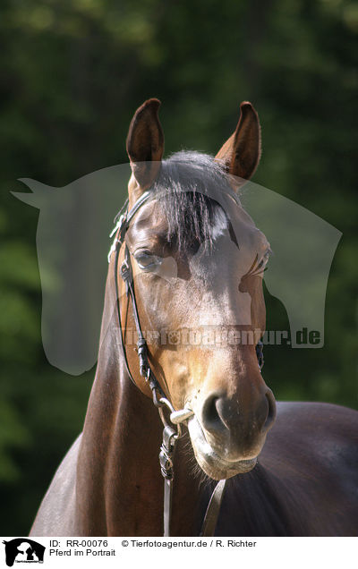 Pferd im Portrait / RR-00076