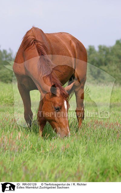 Edles Warmblut Zuchtgebiet Sachsen / RR-00129