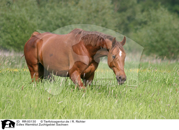 Edles Warmblut Zuchtgebiet Sachsen / RR-00130