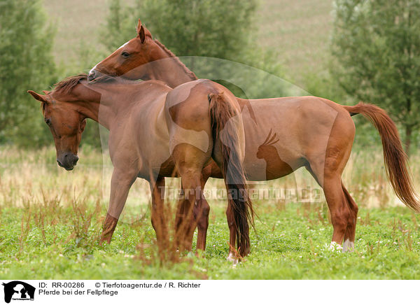 Pferde bei der Fellpflege / two horses / RR-00286