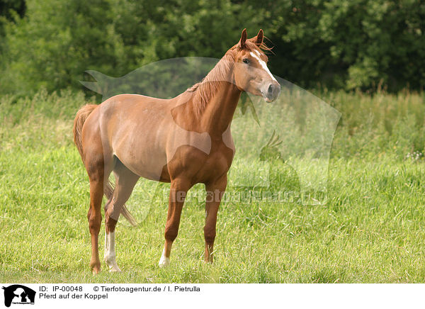 Pferd auf der Koppel / standing horse / IP-00048