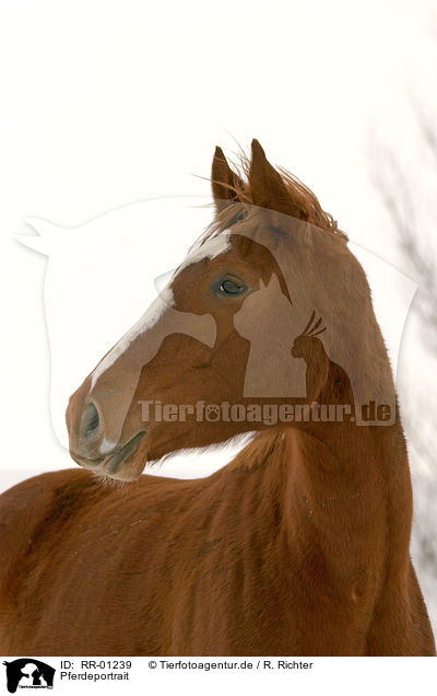 Pferdeportrait / horse head / RR-01239