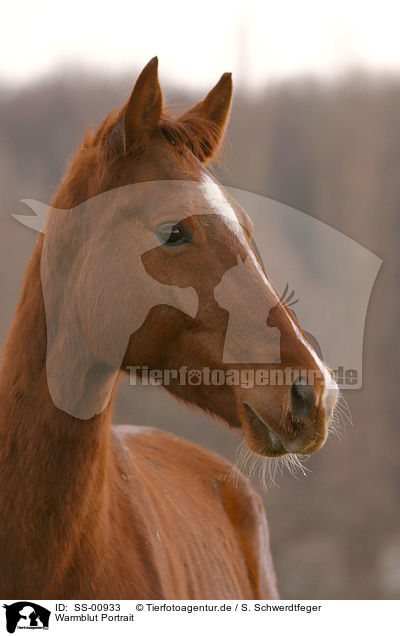 Warmblut Portrait / warmblood portrait / SS-00933