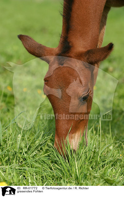 grasendes Fohlen / grazing foal / RR-01772