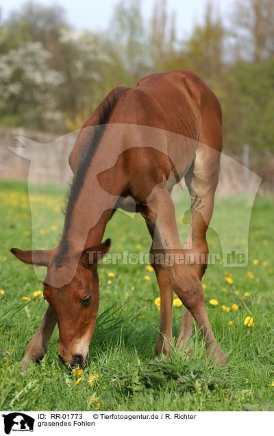 grasendes Fohlen / grazing foal / RR-01773