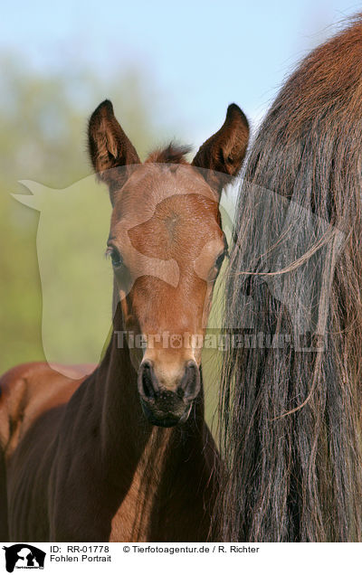 Fohlen Portrait / RR-01778