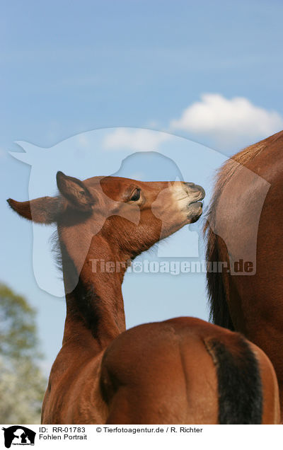 Fohlen Portrait / foal head / RR-01783