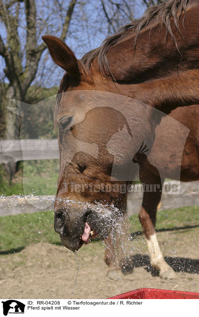 Pferd spielt mit Wasser / horse and water / RR-04208