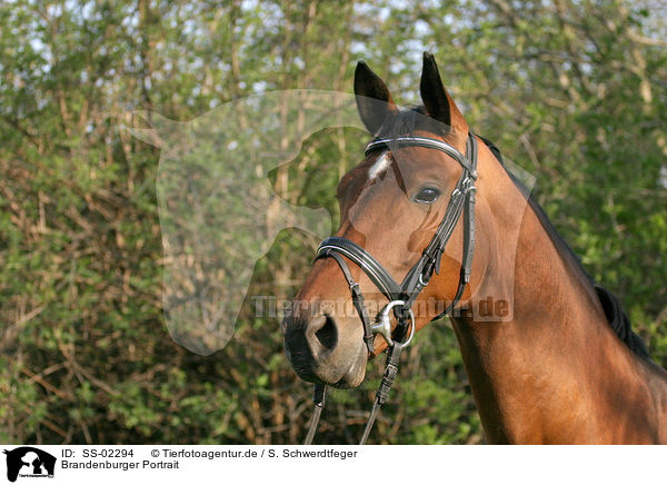 Brandenburger Portrait / Brandenburgian horse portrait / SS-02294