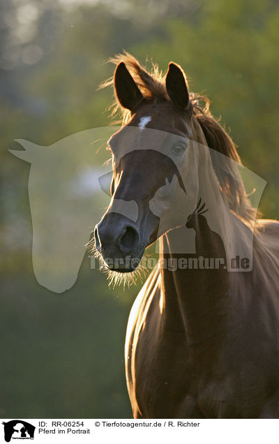 Pferd im Portrait / horse head / RR-06254