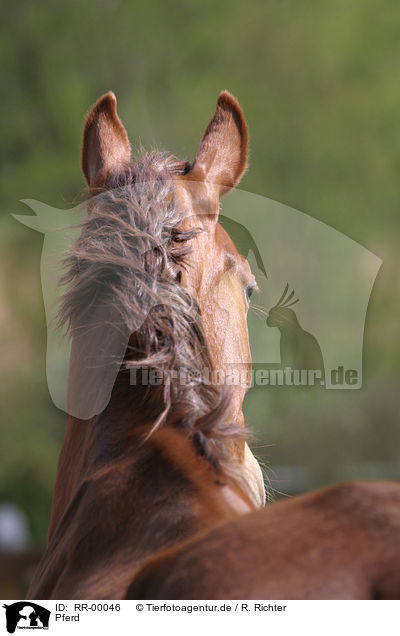 Pferd / horse / RR-00046