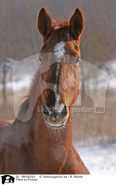 Pferd im Portrait / horse portrait / RR-06293