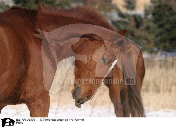 Pferd / horse / RR-06303