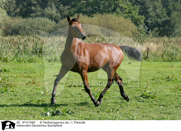trabendes Deutsches Sportpferd / trotting horse / IP-01580