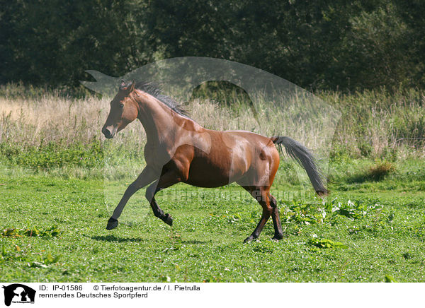 rennendes Deutsches Sportpferd / running horse / IP-01586