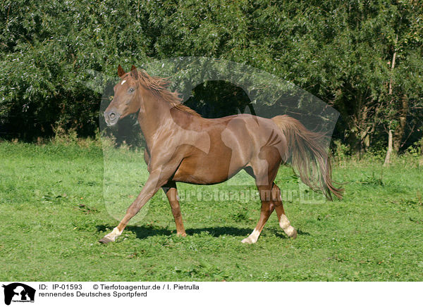 rennendes Deutsches Sportpferd / running horse / IP-01593