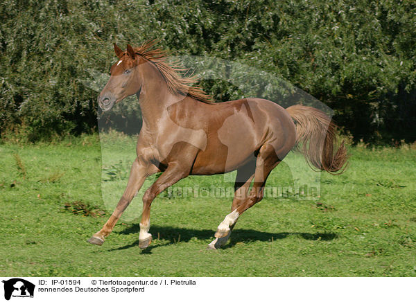 rennendes Deutsches Sportpferd / running horse / IP-01594