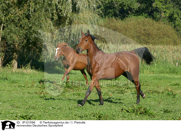 rennendes Deutsches Sportpferd / running horse / IP-01596