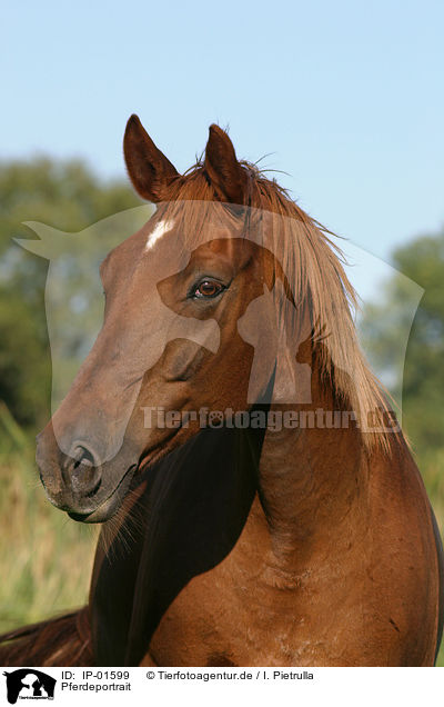 Pferdeportrait / horse head / IP-01599