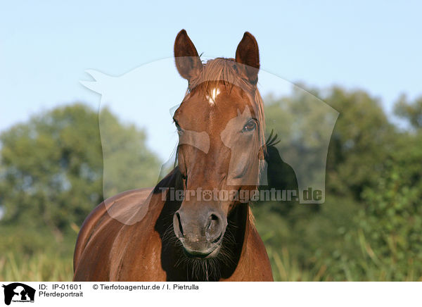 Pferdeportrait / horse head / IP-01601