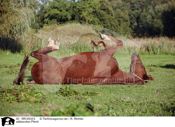 wlzendes Pferd / wallowing horse / RR-08303