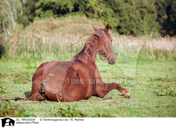 wlzendes Pferd / wallowing horse / RR-08304