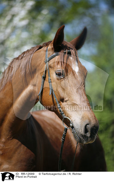 Pferd im Portrait / Horse Portrait / RR-12689