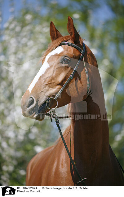 Pferd im Portrait / Horse Portrait / RR-12694